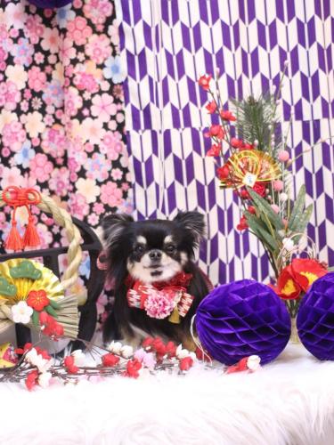 20250111プリンちゃん